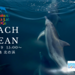 SDGs海の豊かさを守ろう！天草イルカラボのビーチクリーン活動のお知らせ