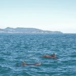 10.12 イルカ調査近況　イルカたちが遠足（遠泳）に出る時期になりました。なかなか発見が難しい秋シーズン、近場に残るイルカたちはどんなイルカ？