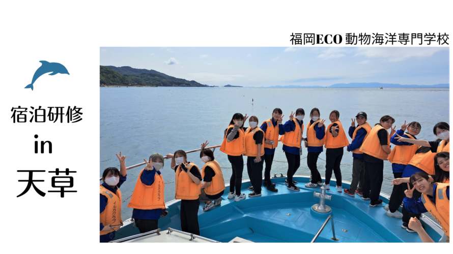 5/31 福岡ECO 動物海洋専門学校 イルカトレーナー専攻2年生　宿泊研修で野生のイルカ調査・研究についてのプログラムを開催しました