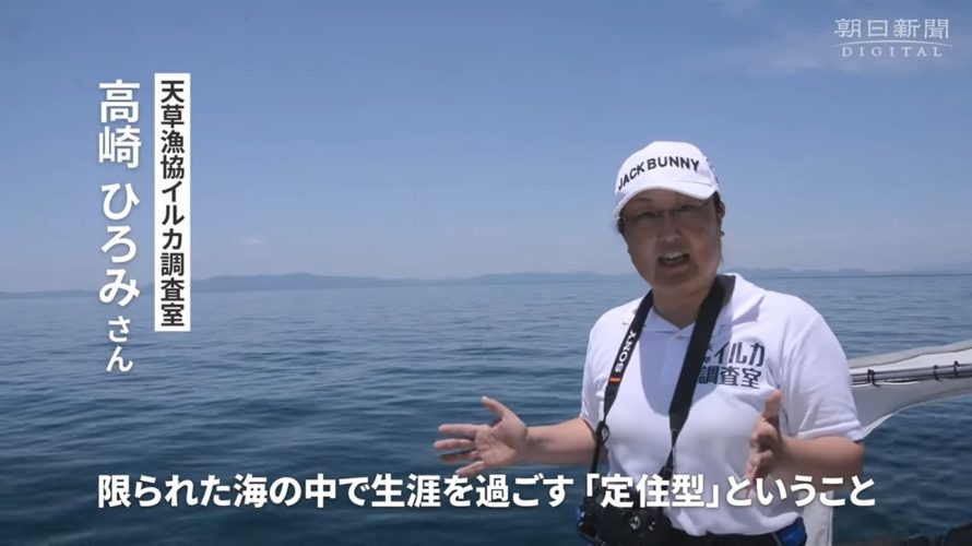 イルカの聖地　天草でイルカ調査をしている風景　朝日新聞　インタビュー