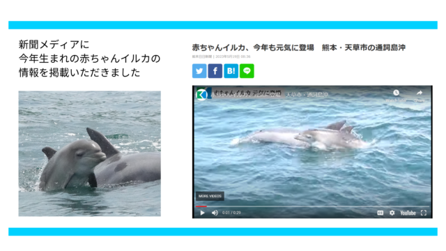 5月　イルカの赤ちゃんについての記事を新聞メディアでとりあげて頂きました　熊日新聞・毎日新聞