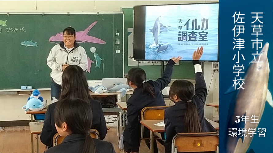 11.16 天草市立 佐伊津小学校 5年生の環境学習でイルカのお話しをしてきました