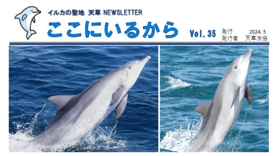 イルカの聖地 天草のニュースレター　ミナミハンドウイルカの特徴