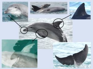 イルカの個体識別 │ イルカの聖地 | 天草イルカラボ