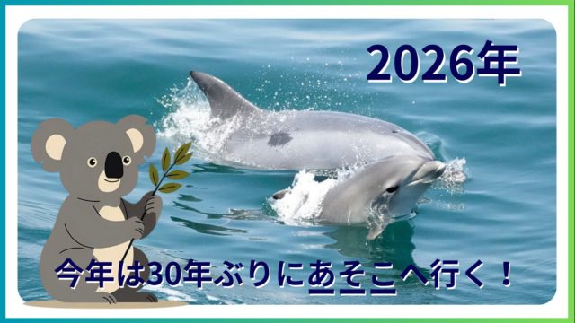 2026年、久しぶりにイルカ旅に出ます♪